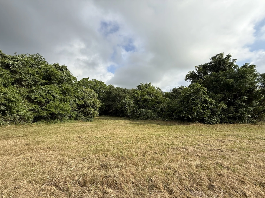 A lush, green field surrounded by a forest canopy with scattered clouds in the sky above. The field appears to be recently harvested, with tall grass blowing in the wind.