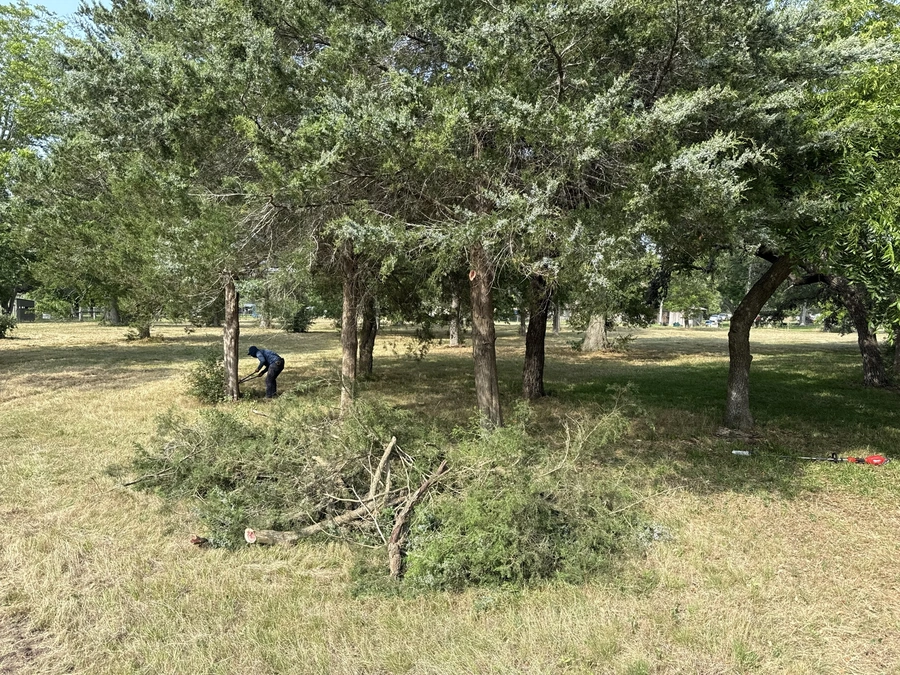 A man kneeling on the ground in a grassy, wooded area, clearing debris and overgrowth around the trees.