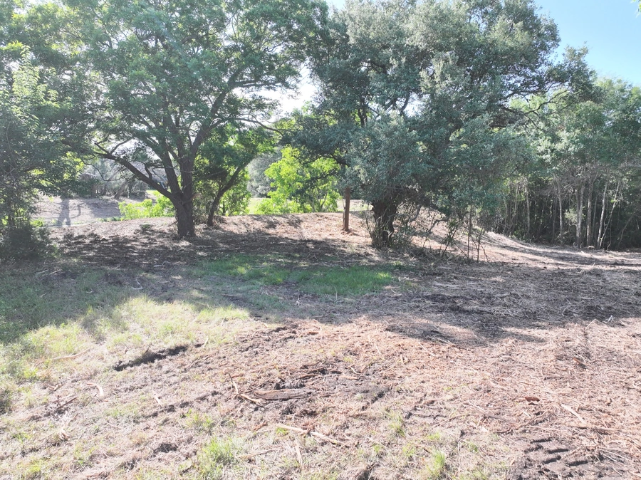 A rustic, wooded outdoor scene with a cleared, dirt path winding through the lush greenery. Tall oak trees with sprawling branches provide a shaded canopy over the open space.