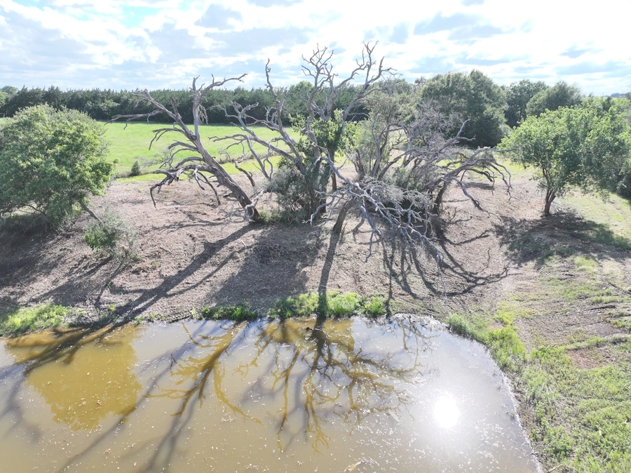 An expansive landscape with a large, twisted, and weathered tree standing in a shallow pond, surrounded by lush foliage and a cloudy sky. The image conveys a sense of nature's power and resilience.