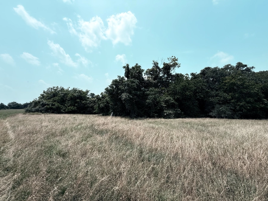 A peaceful, pastoral landscape with a lush field of tall grass and a dense wooded area in the background under a partly cloudy sky. This serene scene evokes the natural beauty and tranquility of the Texas countryside where A.M. Pitts Construction specializes in land improvement, ranch work, and other construction services.