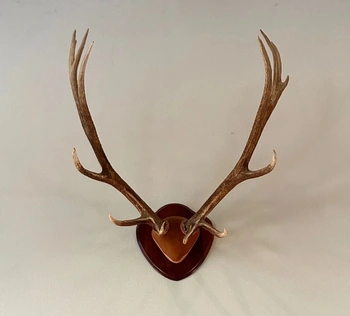 A pair of mounted deer antlers on a wooden plaque, showcased against a neutral background, highlighting a unique sporting find available at the Distinguished Collector's Estate sale.