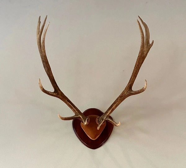 A pair of mounted deer antlers on a wooden plaque, showcased against a neutral background, highlighting a unique sporting find available at the Distinguished Collector's Estate sale.