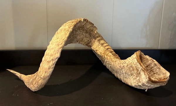 A Sheep Horn for sale at a Feb 2026 Burgess Estate Sale in South Austin