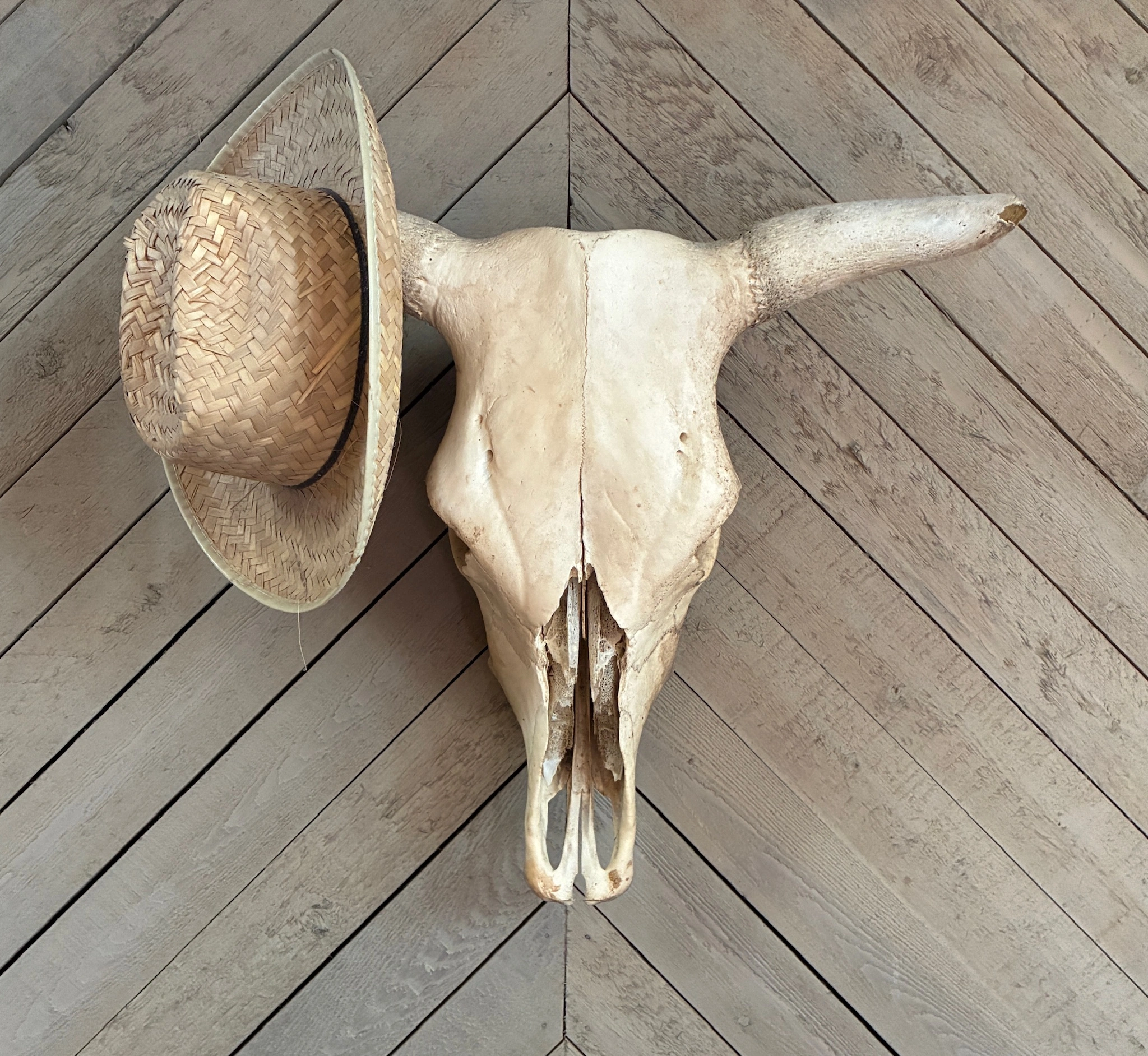 Skull of bull on wall with a straw hat hanging off a horn