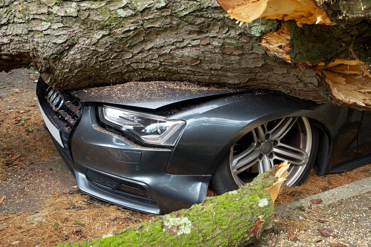 Fallen tree on top of car