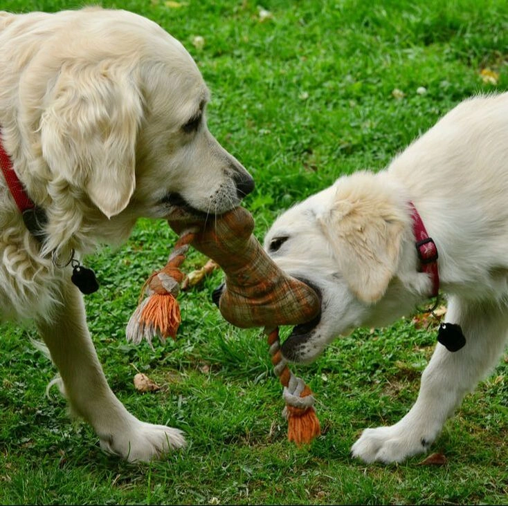 Dogs playing tug of war with a dog toy