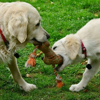 Dogs playing tug of war with a dog toy