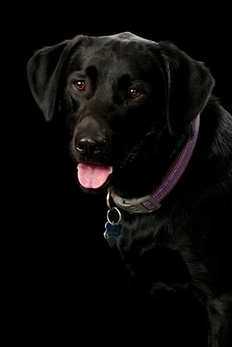Professional photo of Cooper, the office pup