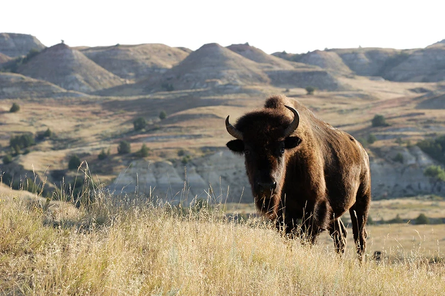 Bison standing in tall grass on rolling prairie, evoking Native American land and heritage.