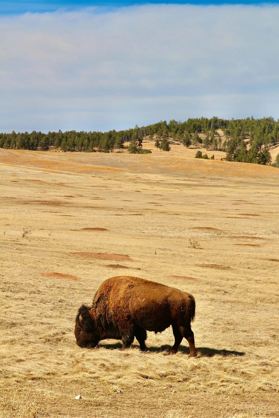 American bison grazing on prairie with distant trees under a blue sky