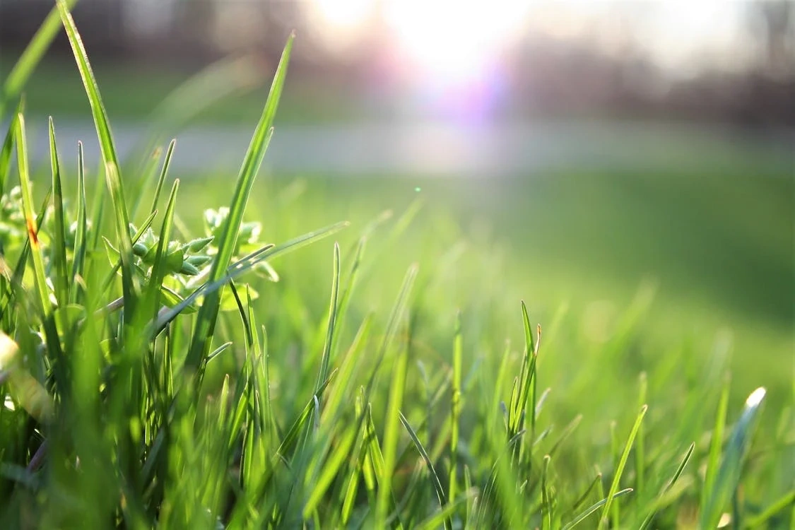 Close-up of healthy green grass in sunlight