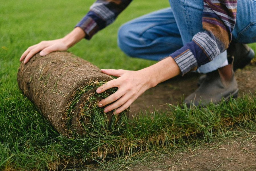 Fresh sod installation in progress