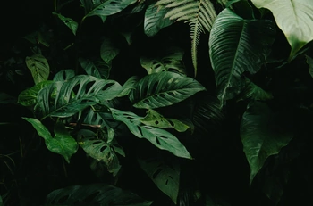 Photo of lush green palms