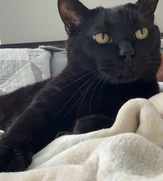 cat