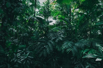 Tropical forests of palms and trees