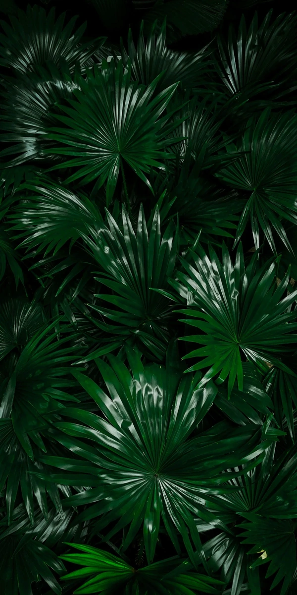 Lush green palm forrest
