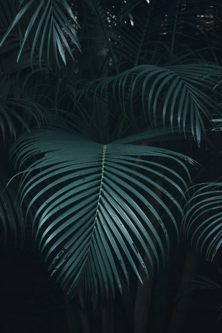 Large green palm surrounded by smaller green palms