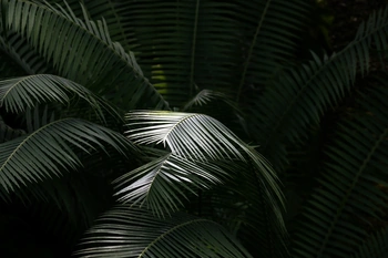 Lush green palm fronds