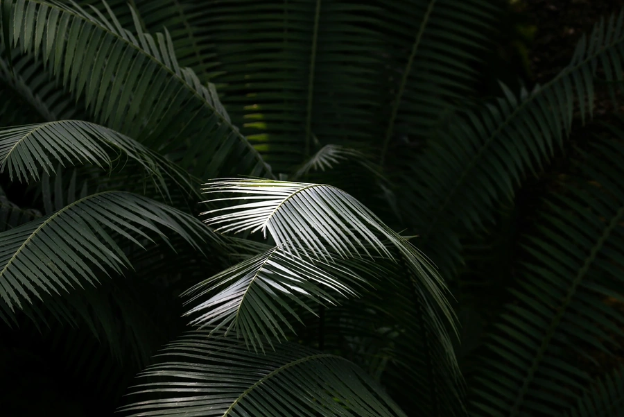 Lush green palm fronds
