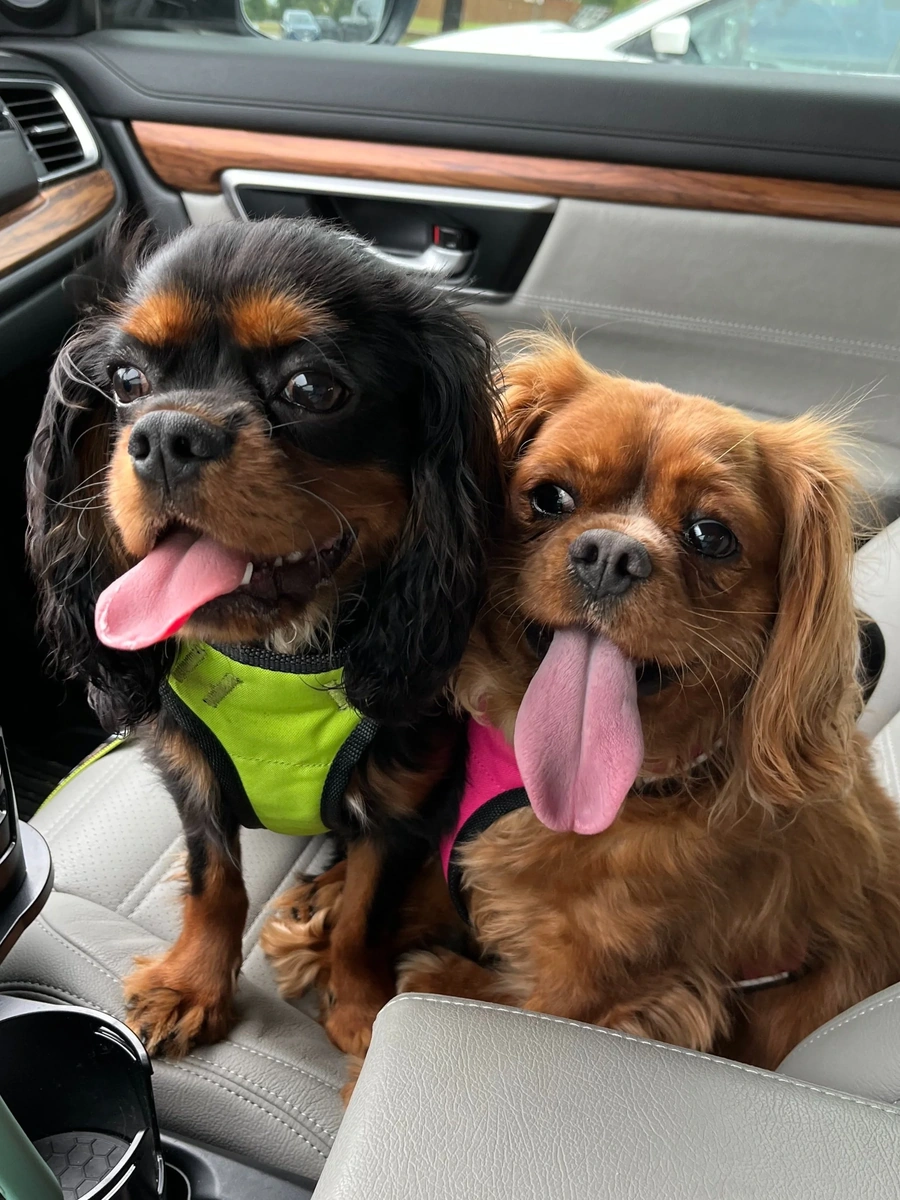 Emery's dogs, Sansa and Goose