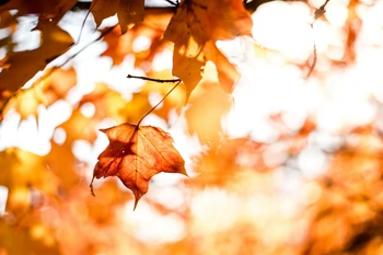 Tree with fall leaves and sun in the background