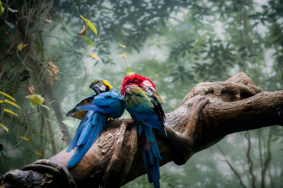 Two colorful macaw parrots perched on a tree branch in a lush, green tropical forest setting.