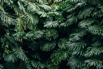 Lots of leaves of a green palm like leaves