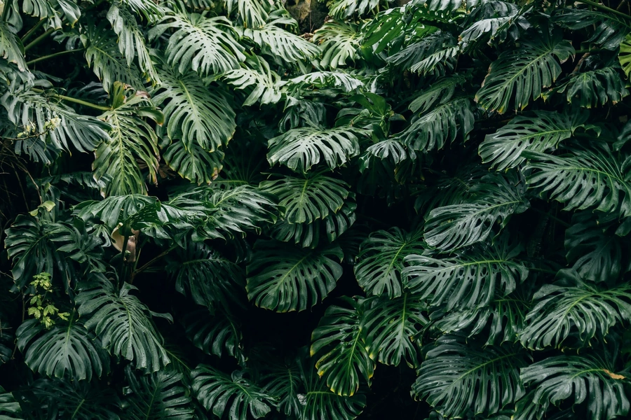 Lots of leaves of a green palm like leaves