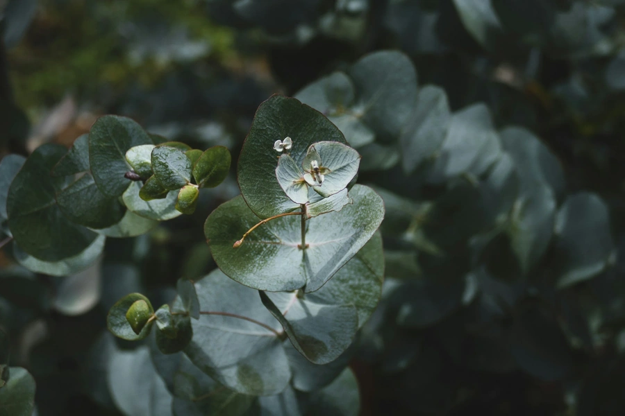 Green plant