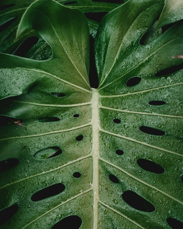 Large green leaf of plant