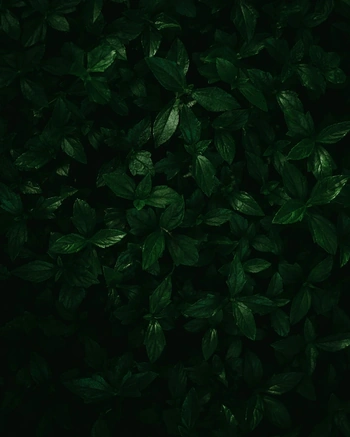 Lush dark green palm fronds