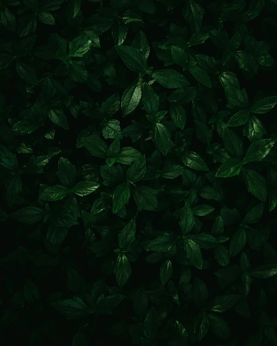 Lush dark green palm fronds