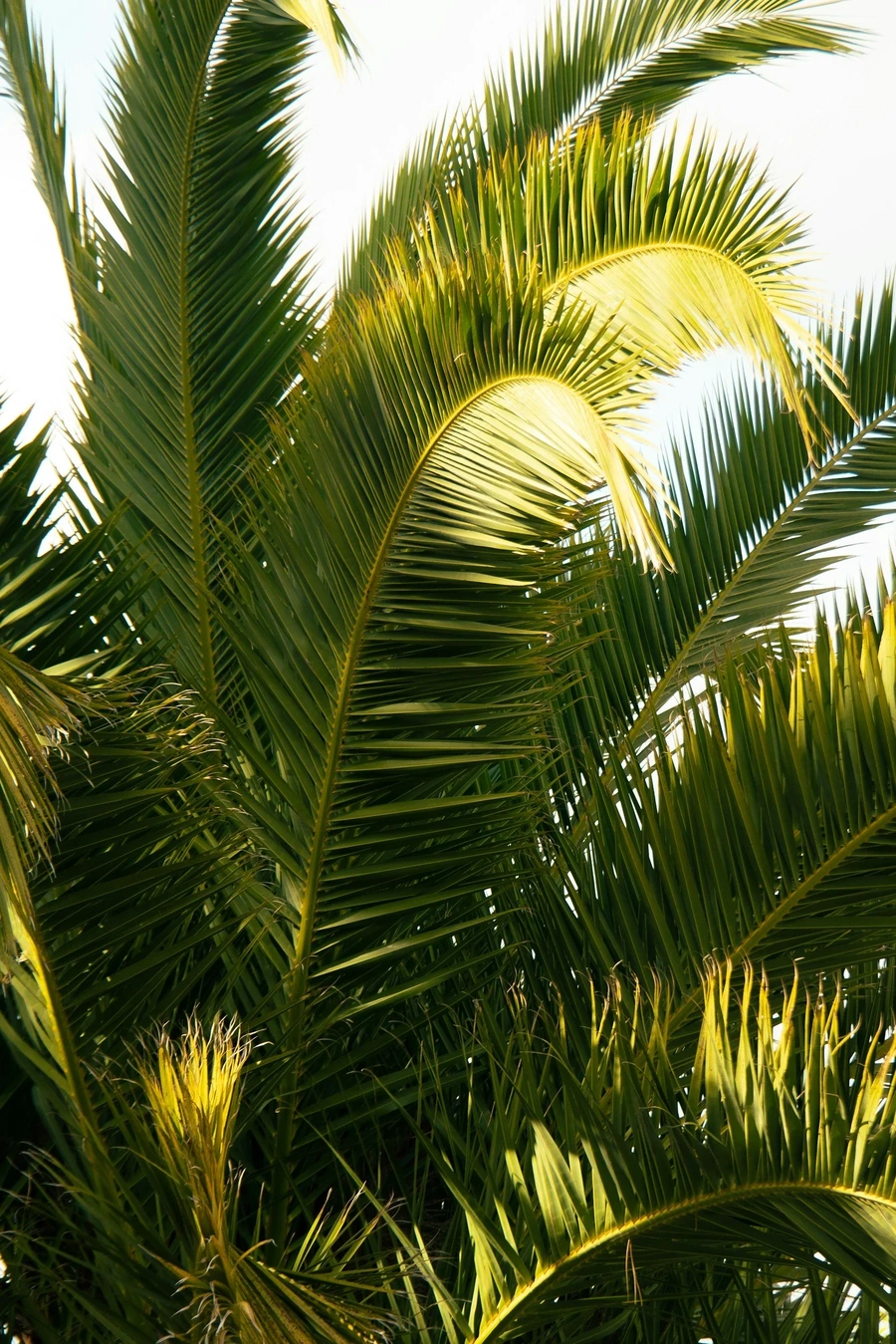 Large palm tree with sun shining on it