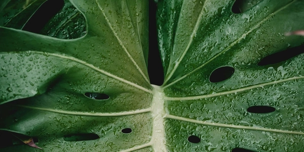 Close up of large green leaf