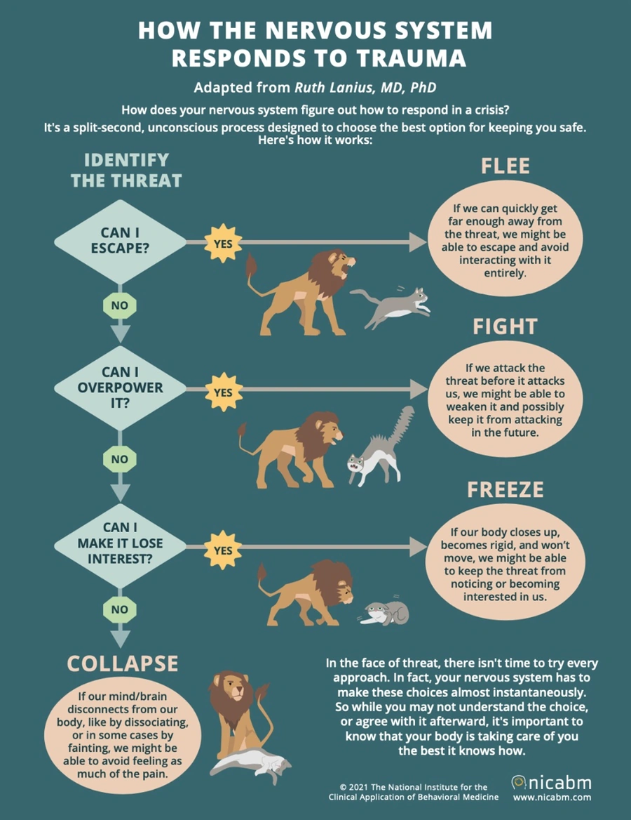 An infographic visually showing how the nervous system responds to trauma 