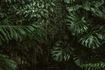 Tropical forrest of palms