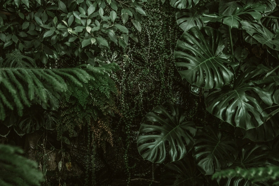 Tropical forrest of palms