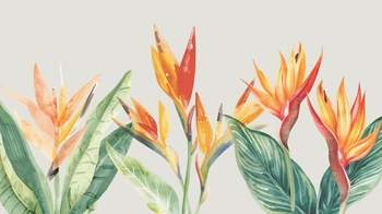 Drawing of Birds of Paradise