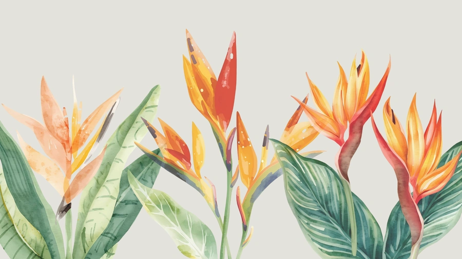 Drawing of Birds of Paradise