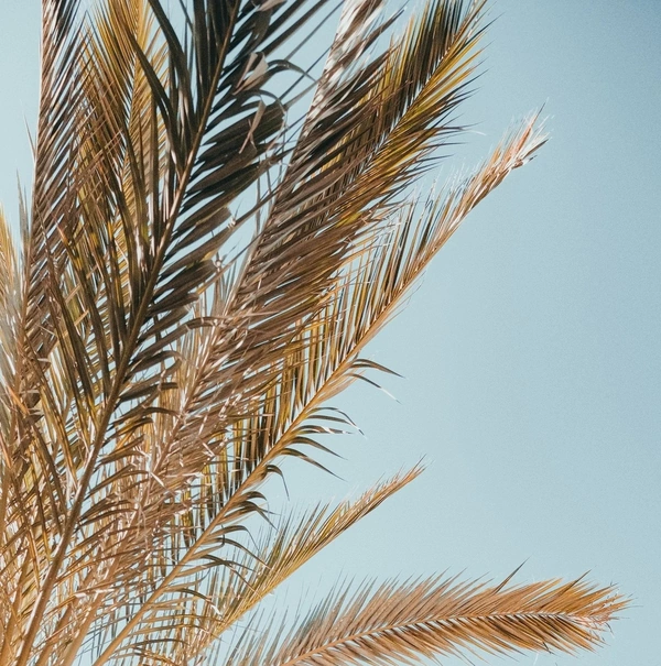 Palm tree in sun with with blue sky background