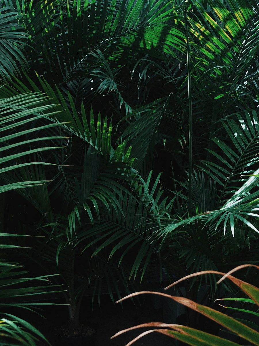 Lush green palms