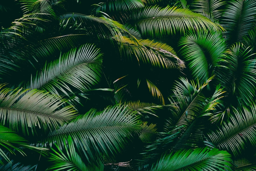 Image of lush green palms