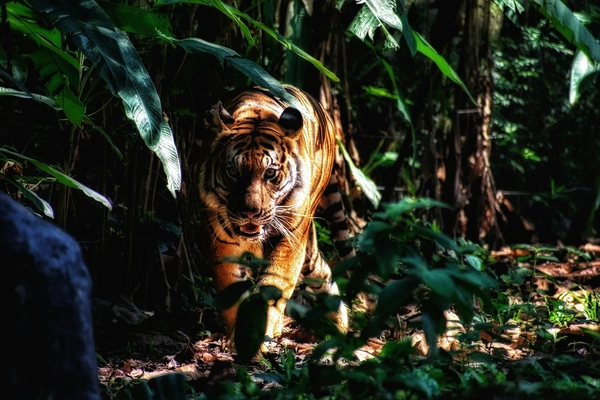 Tiger in tropical woods