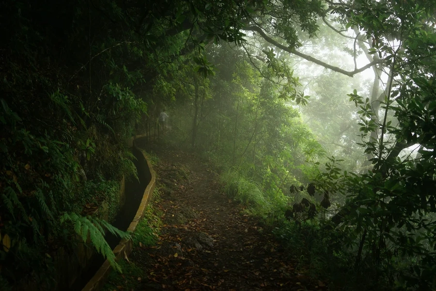 Path in a forrest