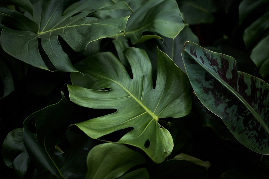 Large green leaves