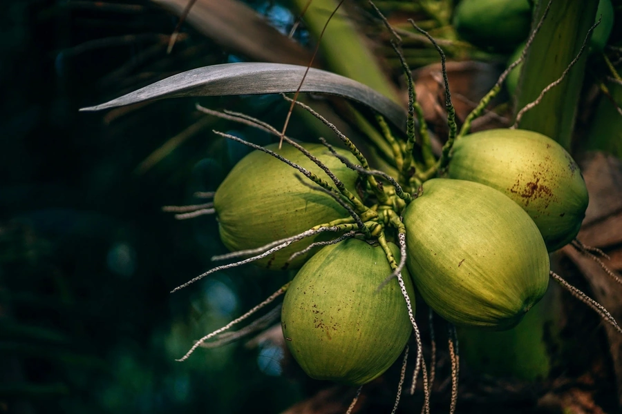 Ripe coconuts in a palm tree