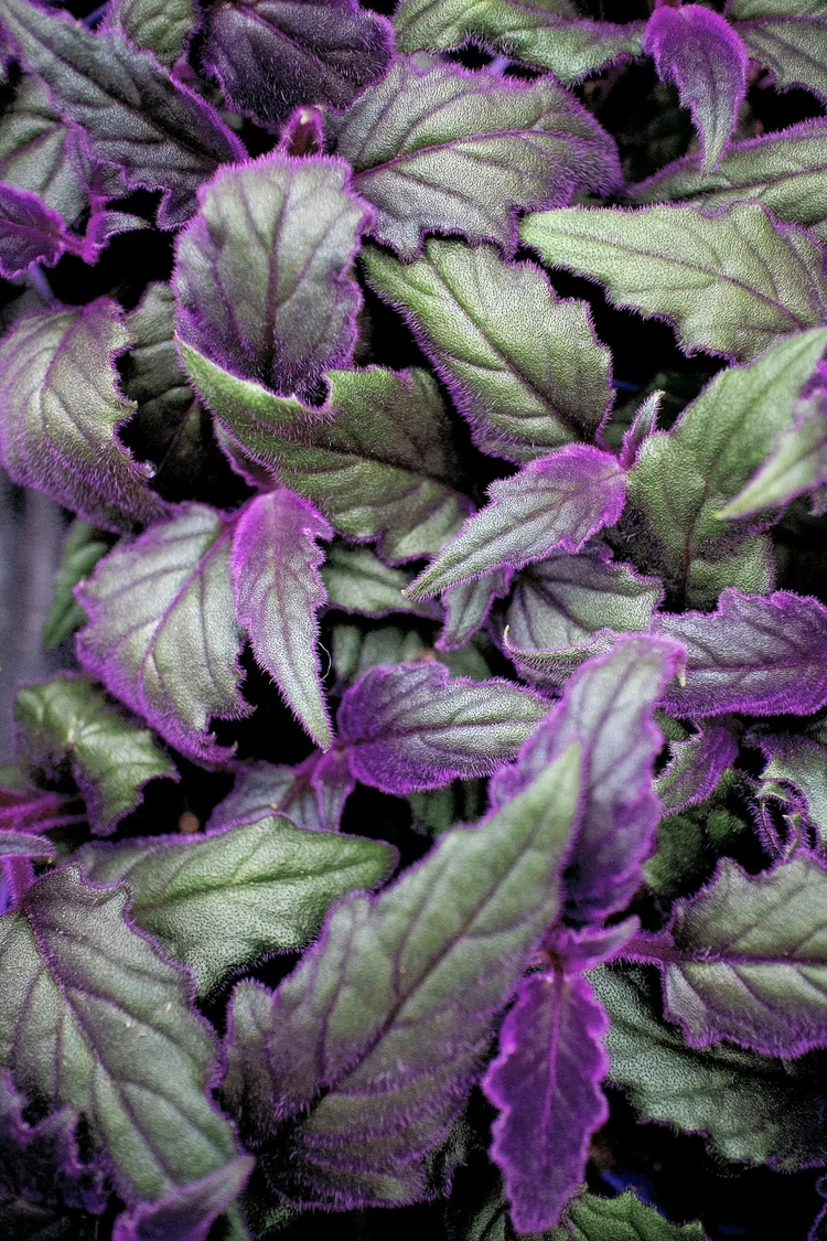 Fuzzy textured purple and green leaves