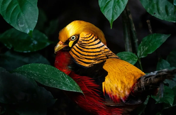 Beautiful yellow and black bird