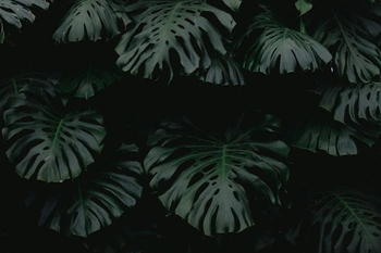 Picture of lush green palms